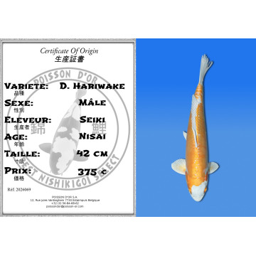 Koi Japan Nisai D. Hariwake Man kweker Seiki 42 cm