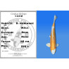 Koi Japan Nisai D. Hariwake Man kweker Seiki 42 cm