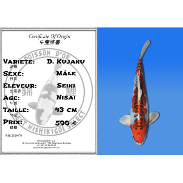 Koi Japan Nisai D. Kujaku Man kweker Seiki 43 cm