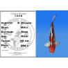 Koi Japan Nisai D. Kujaku Man kweker Seiki 43 cm
