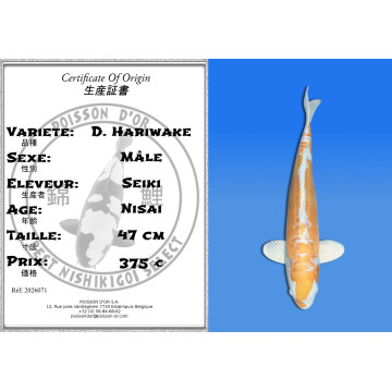 Koi Japan Nisai D. Hariwake Man kweker Seiki 47 cm