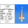 Koi Japan Nisai D. Hariwake Man kweker Seiki 47 cm