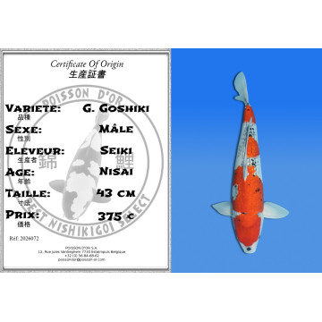 Koi Japan Nisai G. Goshiki Man kweker Seiki 43 cm
