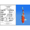 Koi Japan Nisai G. Goshiki Man kweker Seiki 43 cm