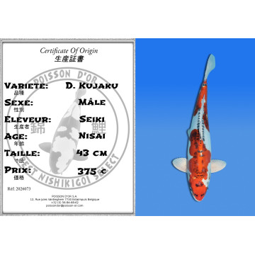 Koi Japan Nisai D. Kujaku Man kweker Seiki 43 cm
