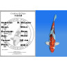 Koi Japan Nisai D. Kujaku Man kweker Seiki 43 cm