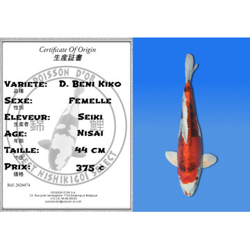 Koi Japan Nisai D. Beni Kiko Vrouw kweker Seiki 44 cm
