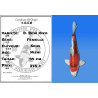 Koi Japan Nisai D. Beni Kiko Vrouw kweker Seiki 44 cm