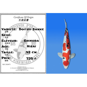 Koi Japan Nisai Doitsu Sanke kweker Shinoda 42 cm