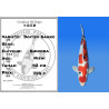 Koi Japan Nisai Doitsu Sanke kweker Shinoda 42 cm