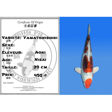 Koi Japan Nisai Yamatonishiki kweker Aoki 39 cm
