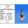 Koi Japan Nisai Yamatonishiki kweker Aoki 39 cm