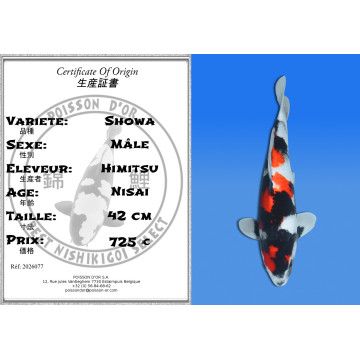 Koi Japan Nisai Showa Man kweker Himitsu 42 cm