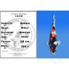Koi Japan Nisai Showa Man kweker Himitsu 42 cm
