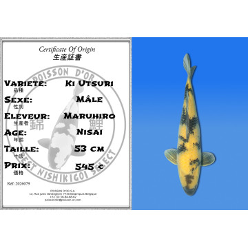 Koi Japan Nisai Ki Utsuri Man kweker Maruhiro 53 cm