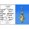 Koi Japan Nisai Ki Utsuri Man kweker Maruhiro 53 cm