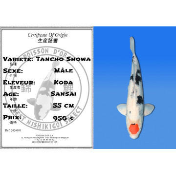 Koi Japan Sansai Tancho Showa Man kweker Koda 55 cm