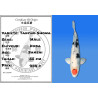 Koi Japan Sansai Tancho Showa Man kweker Koda 55 cm