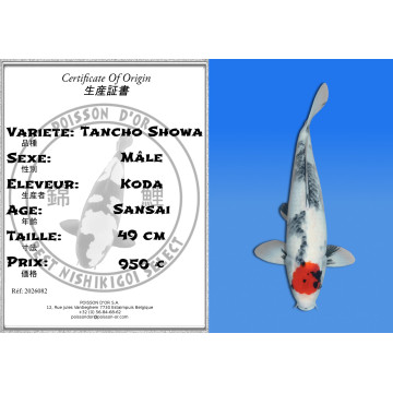Koi Japan Sansai Tancho Showa Man kweker Koda 49 cm