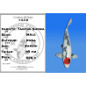 Koi Japan Sansai Tancho Showa Man kweker Koda 49 cm