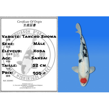 Koi Japan Sansai Tancho Showa Man kweker Koda 52 cm