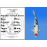 Koi Japan Sansai Tancho Showa Man kweker Koda 52 cm