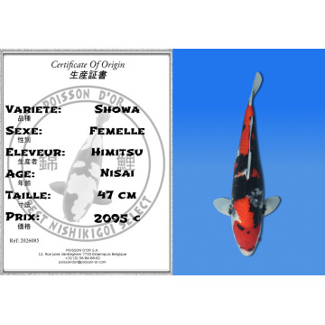Koi Japan Nisai Showa Vrouw kweker Himitsu 47 cm