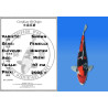 Koi Japan Nisai Showa Vrouw kweker Himitsu 47 cm