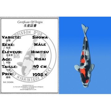 Koi Japan Nisai Showa Man kweker Himitsu 49 cm