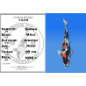 Koi Japan Nisai Showa Man kweker Himitsu 49 cm