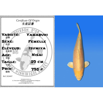 Koi Japan Nisai Yamabuki Vrouw kweker Izumiya 59 cm