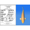 Koi Japan Nisai Yamabuki Vrouw kweker Izumiya 59 cm