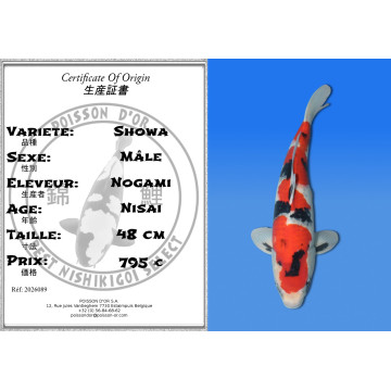 Koi Japan Nisai Showa Man kweker Nogami 48 cm