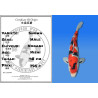 Koi Japan Nisai Showa Man kweker Nogami 48 cm