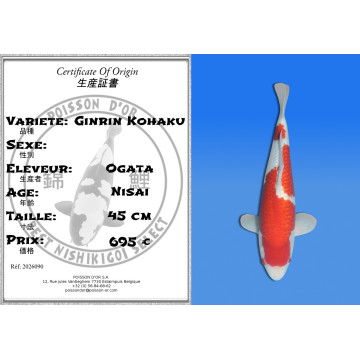 Koi Japan Nisai Ginrin Kohaku kweker Ogata 45 cm