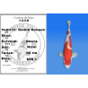 Koi Japan Nisai Ginrin Kohaku kweker Ogata 45 cm