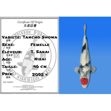 Koi Japan Nisai Tancho Showa Vrouw kweker T. Sakai 46 cm
