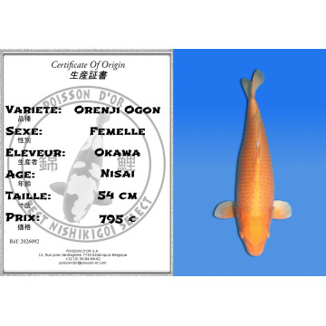Koi Japan Nisai Orenji Ogon Vrouw kweker Okawa 54 cm