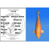 Koi Japan Nisai Orenji Ogon Vrouw kweker Okawa 54 cm