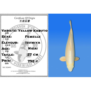Koi Japan Nisai Yellow Kabuto Vrouw kweker Izumiya 57 cm