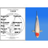 Koi Japon Nisai Tancho eleveur Hoshikin 40 cm