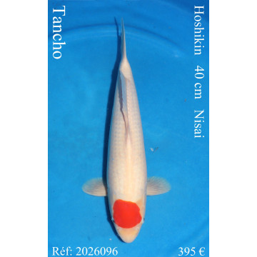 Koi Japan Nisai Tancho kweker Hoshikin 40 cm