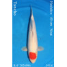 Koi Japan Nisai Tancho kweker Hoshikin 40 cm