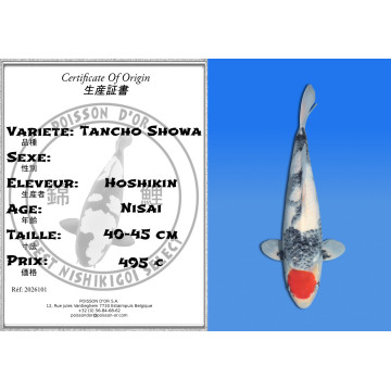 Koi Japon Nisai Tancho Showa eleveur Hoshikin 40-45 cm