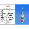 Koi Japan Nisai Tancho Showa kweker Hoshikin 40-45 cm