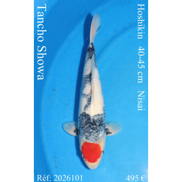 Koi Japon Nisai Tancho Showa eleveur Hoshikin 40-45 cm