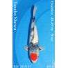 Koi Japon Nisai Tancho Showa eleveur Hoshikin 40-45 cm