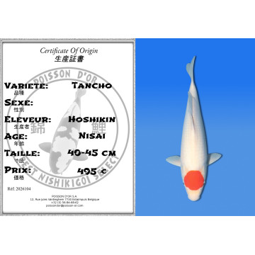 Koi Japan Nisai Tancho kweker Hoshikin 40-45 cm