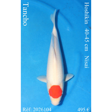 Koi Japan Nisai Tancho kweker Hoshikin 40-45 cm