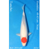 Koi Japan Nisai Tancho kweker Hoshikin 40-45 cm